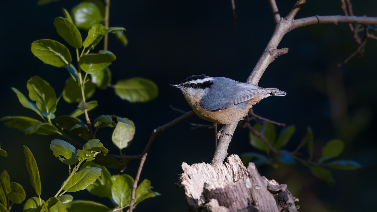 Red-breasted Nuthatch - ML617124140