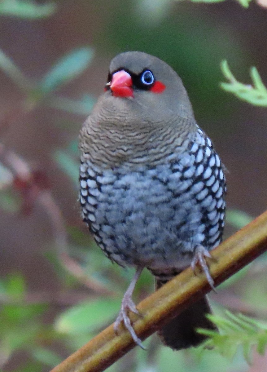 Red-eared Firetail - ML617124205