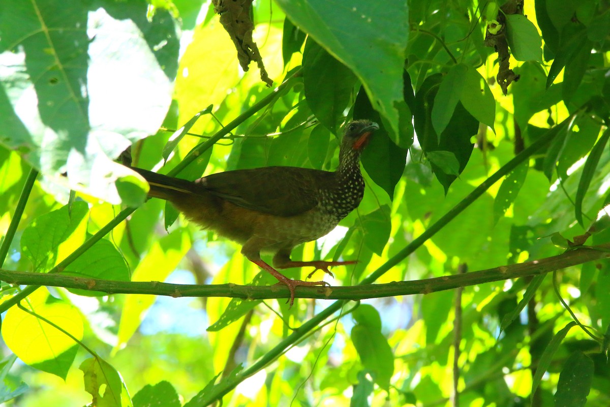 Speckled Chachalaca (Speckled) - ML617124217