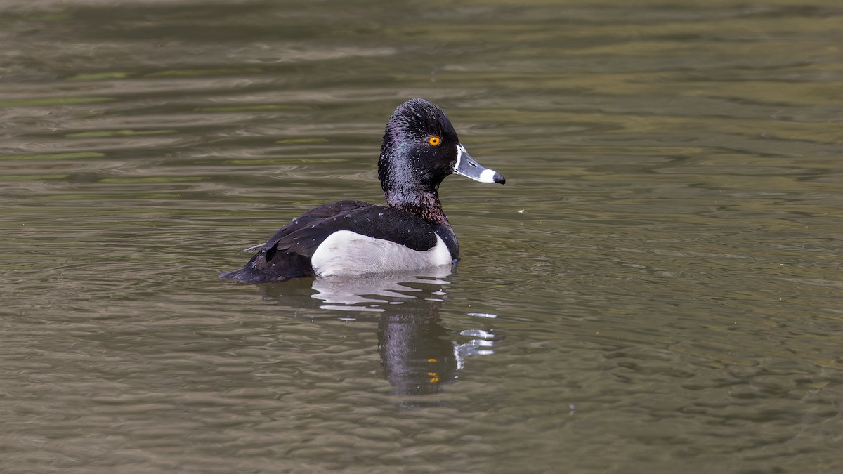 Ring-necked Duck - ML617124223