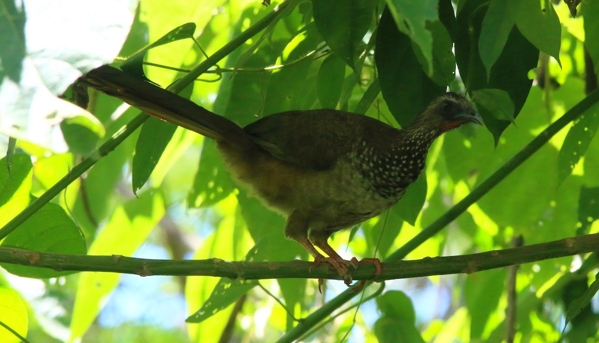 Speckled Chachalaca (Speckled) - ML617124225