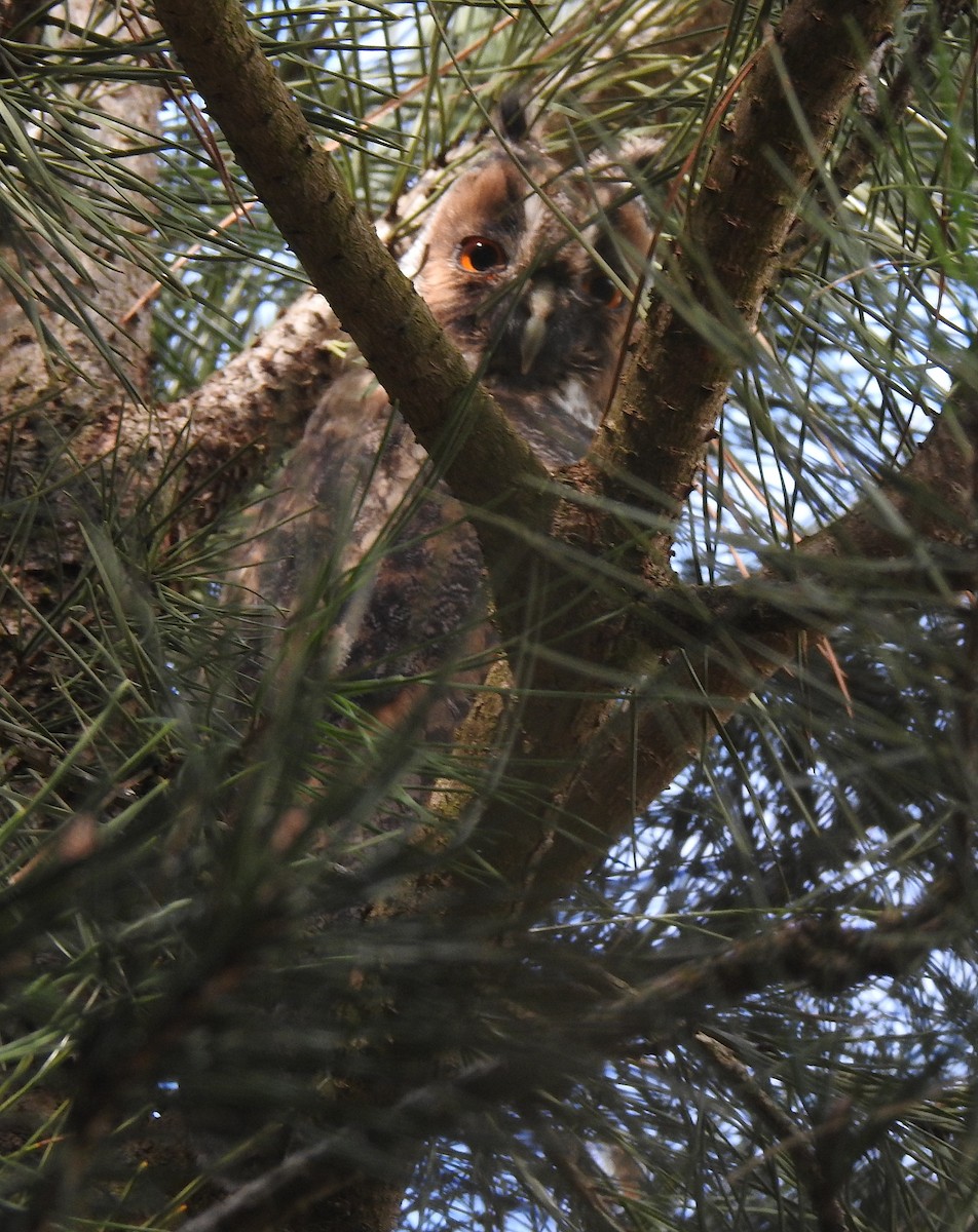 Long-eared Owl - ML617124278