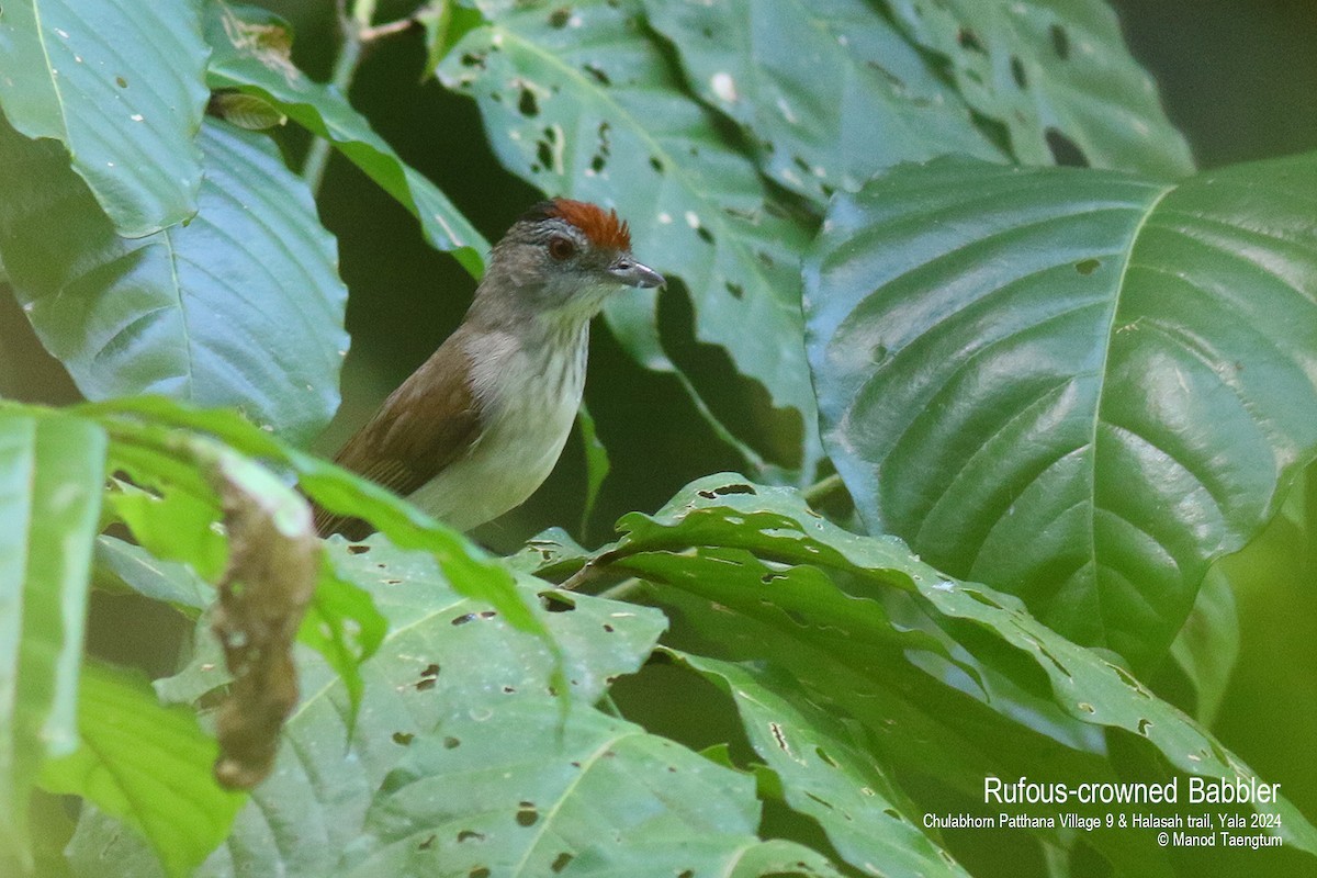 Rufous-crowned Babbler - Manod Taengtum