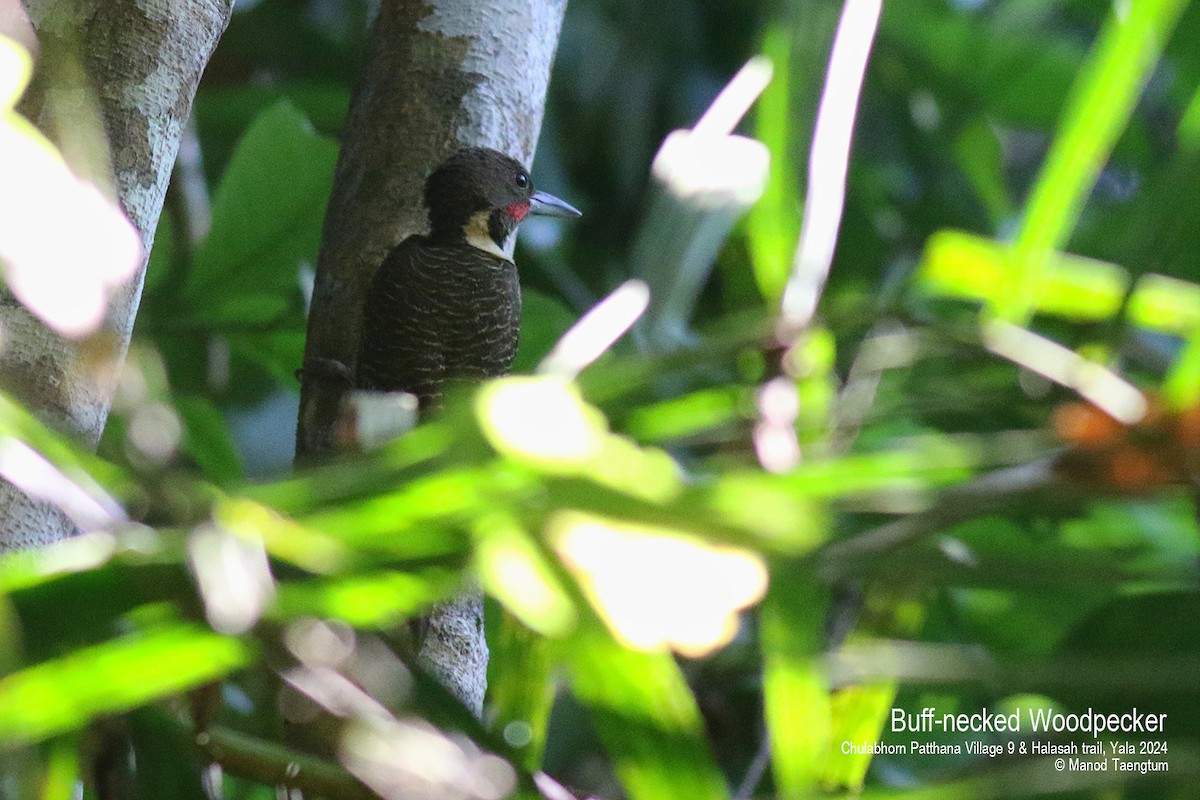 Buff-necked Woodpecker - ML617124341