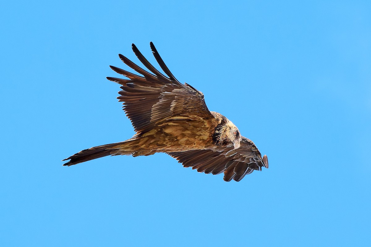 Bearded Vulture - ML617124343