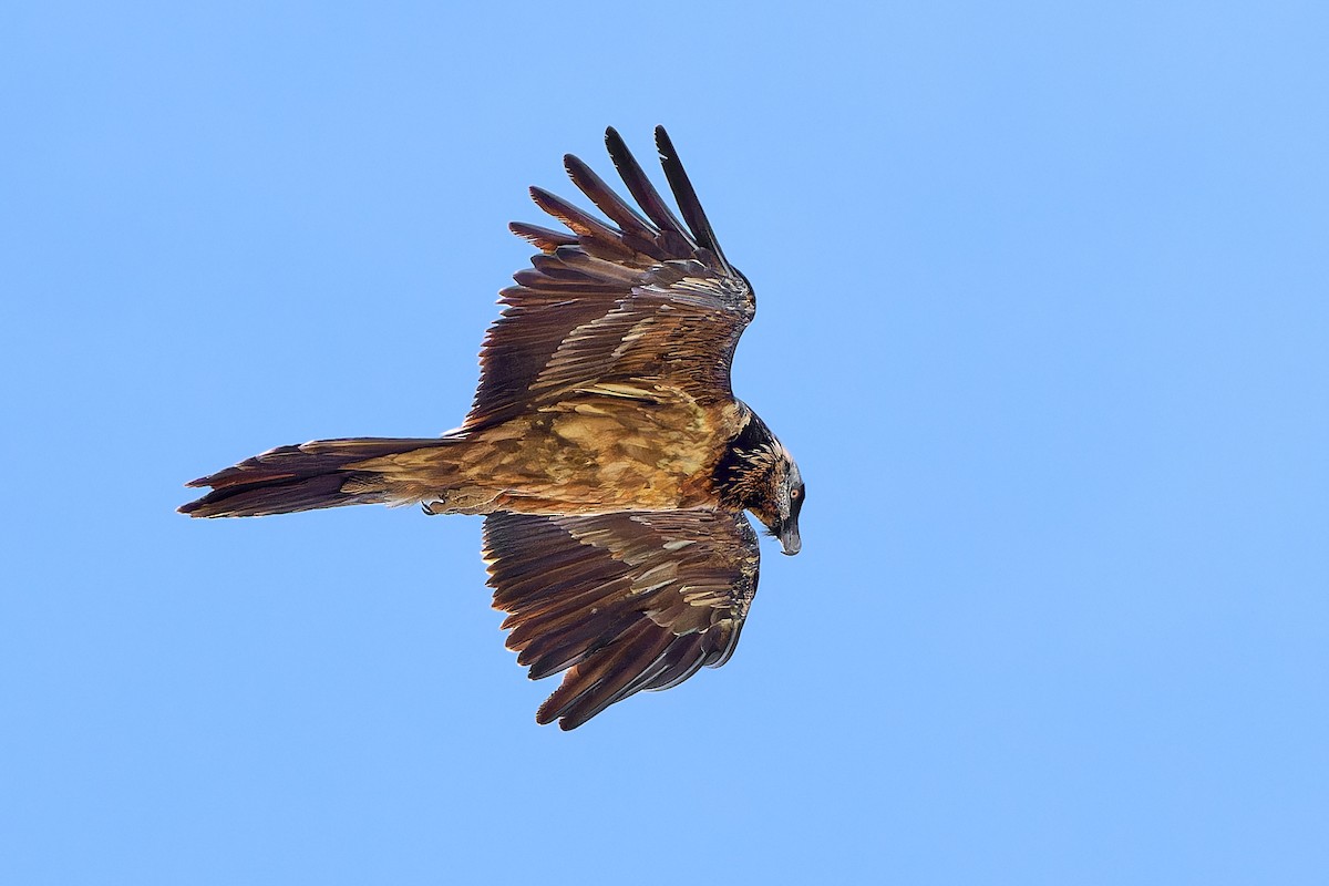 Bearded Vulture - ML617124344