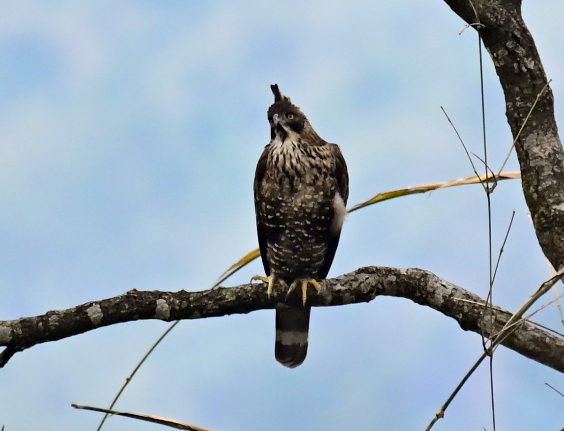 Mountain Hawk-Eagle - Arindam Roy