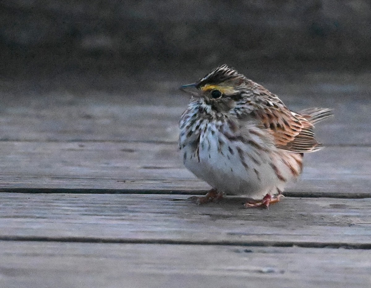 Savannah Sparrow - ML617124531