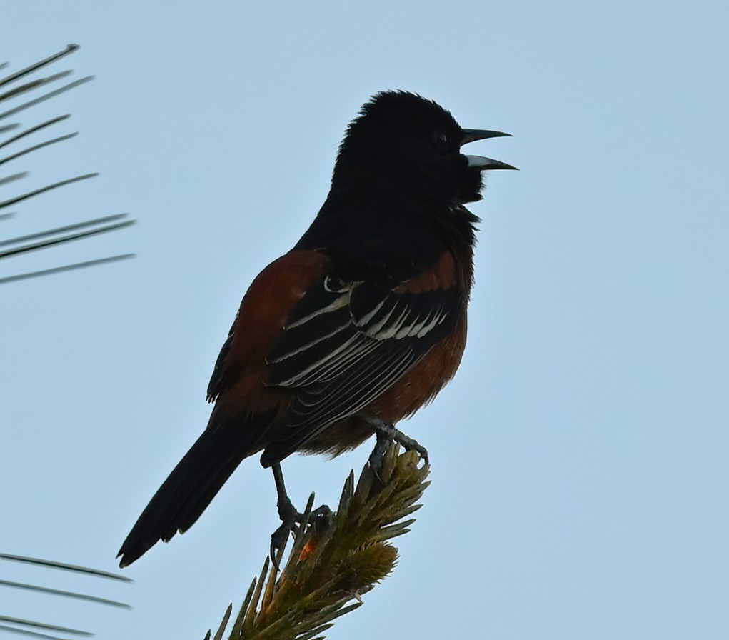 Orchard Oriole - ML617124539