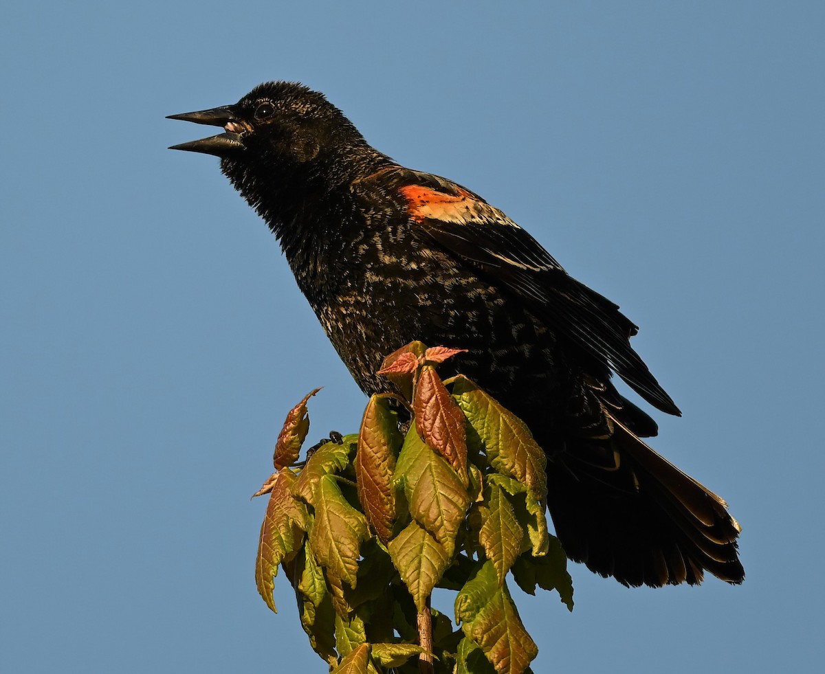 Red-winged Blackbird - ML617124544