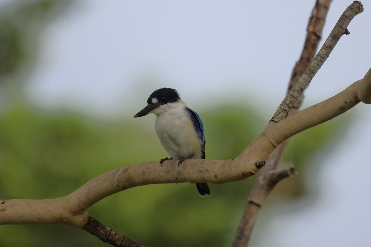 Forest Kingfisher - ML617124589