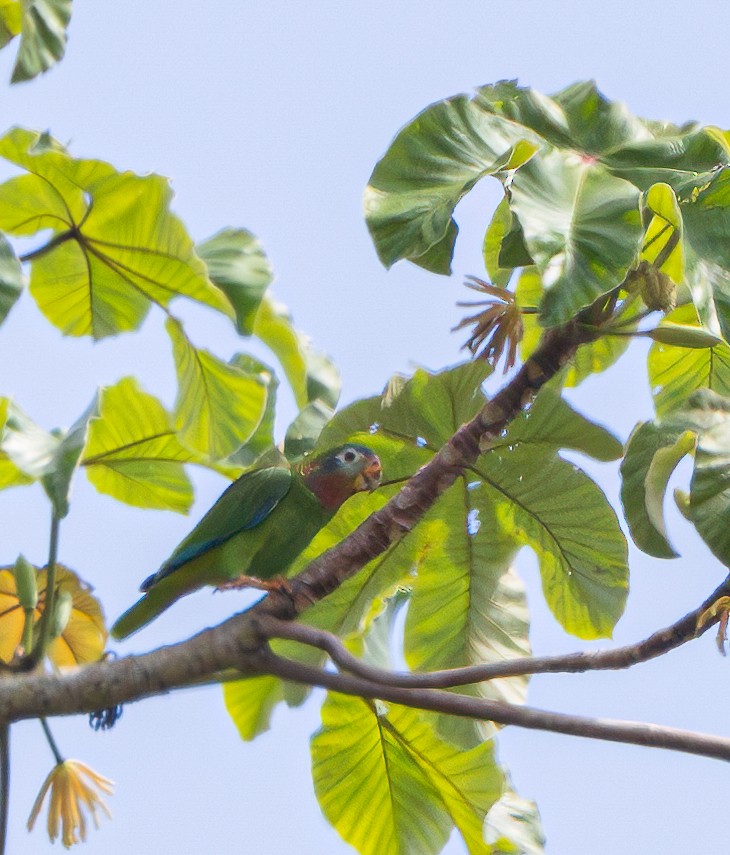 Yellow-billed Parrot - Per Smith