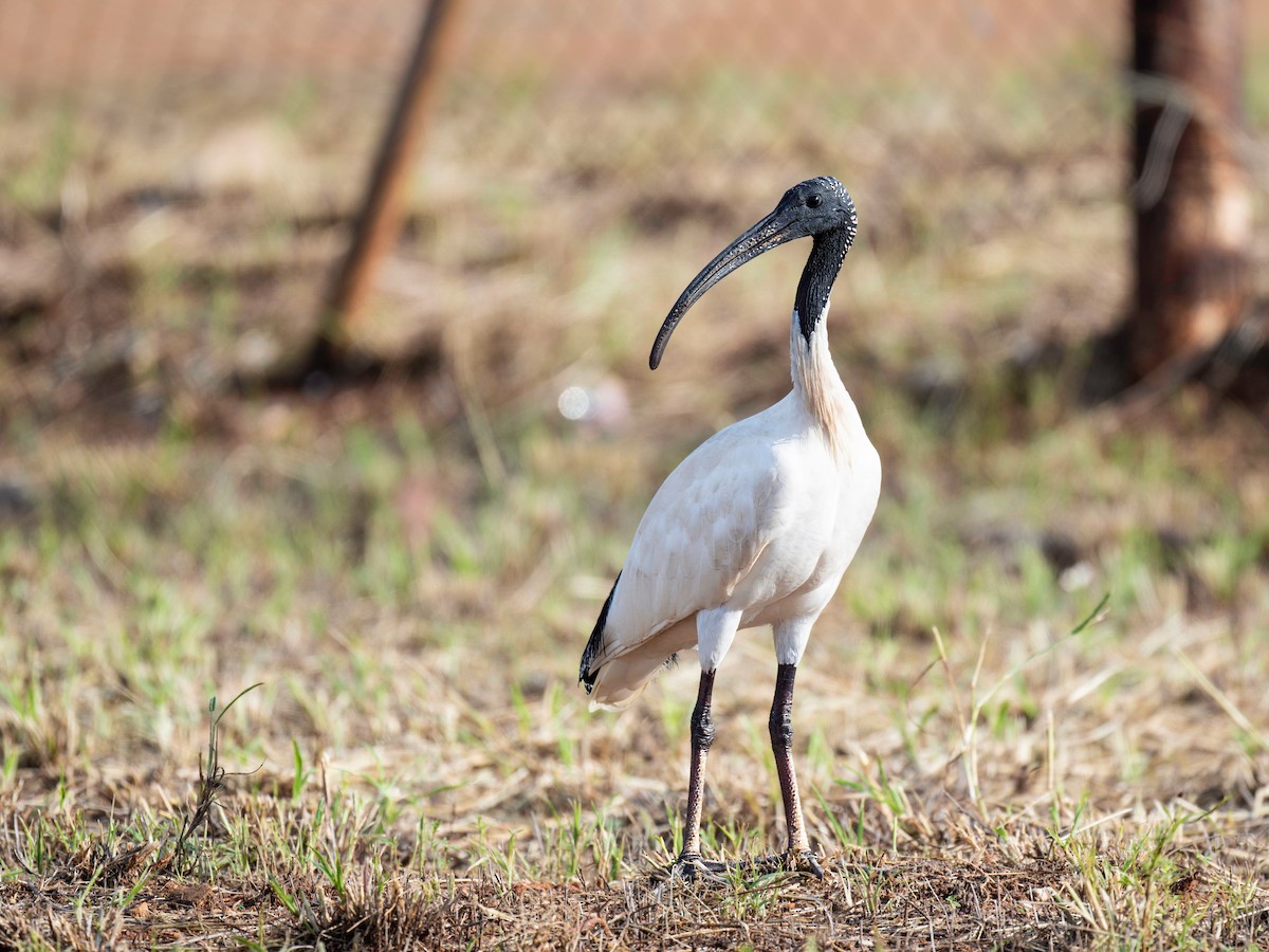 ibis australský - ML617124635