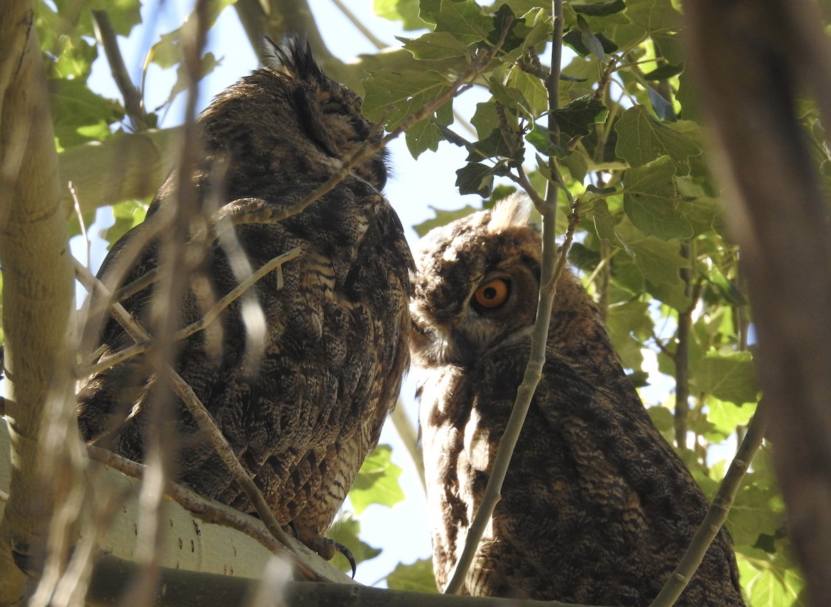 Lesser Horned Owl - ML617124750
