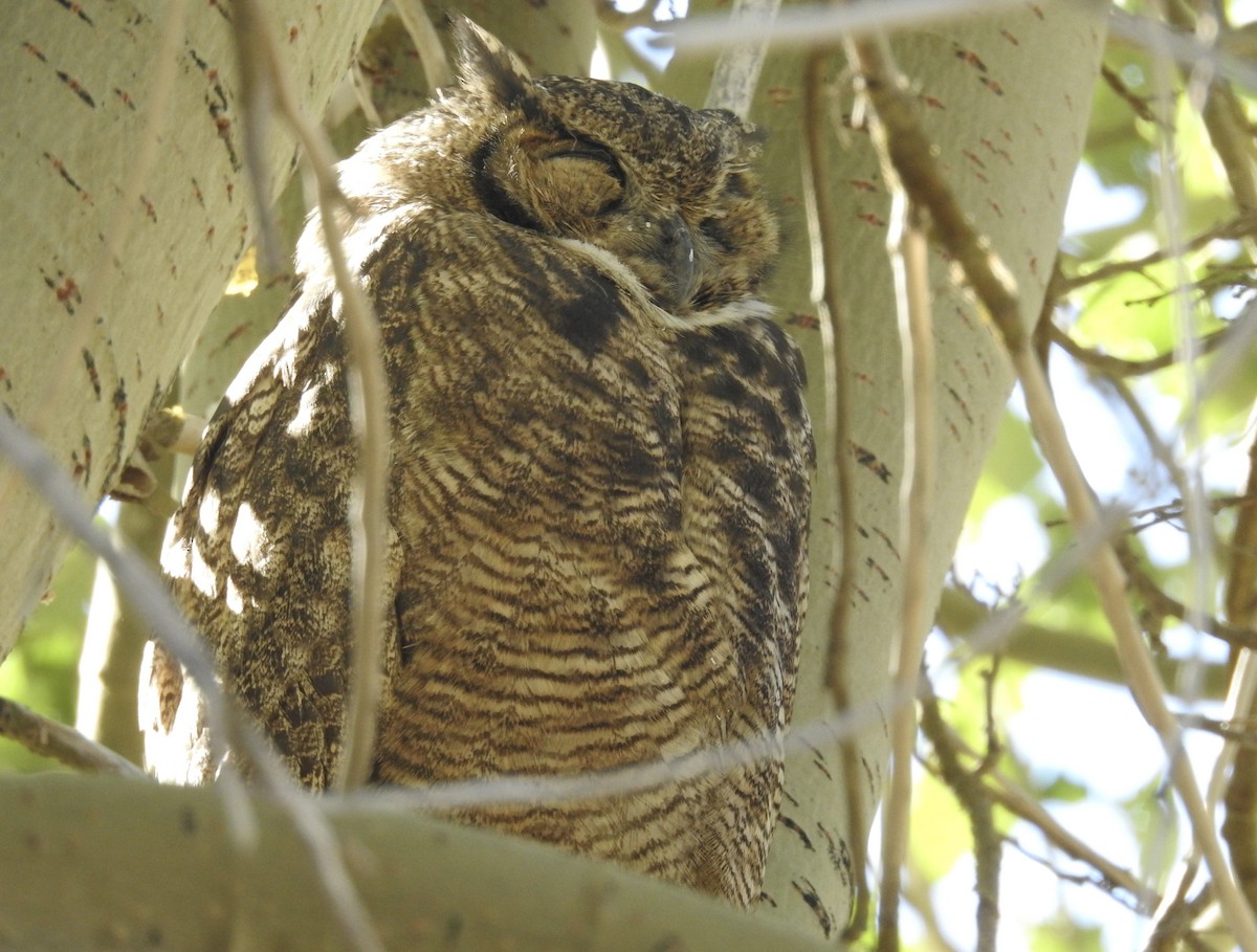 Lesser Horned Owl - ML617124751