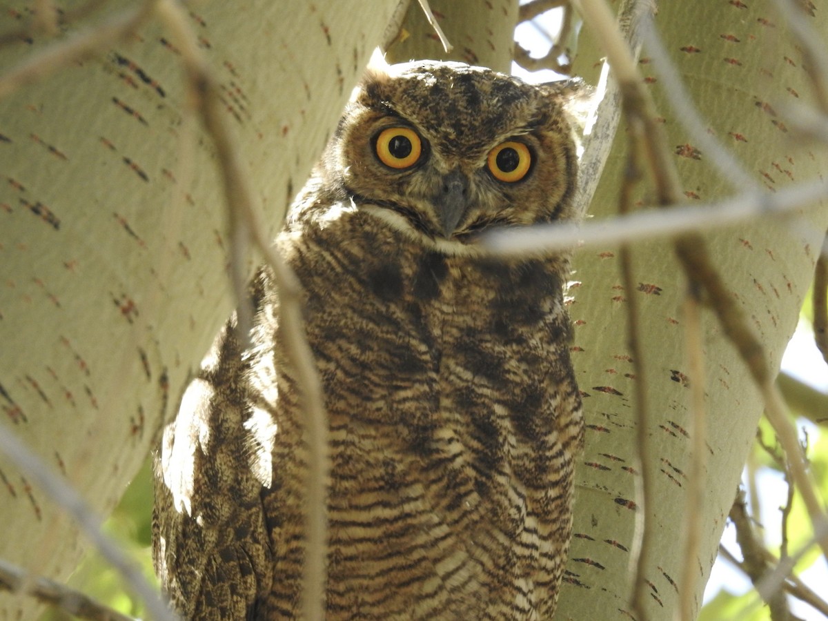 Lesser Horned Owl - ML617124752