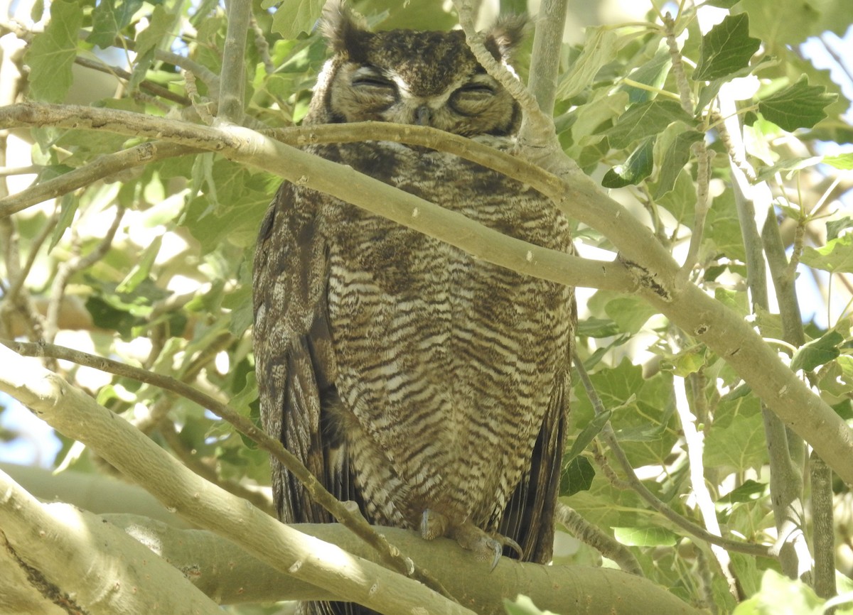 Lesser Horned Owl - ML617124754