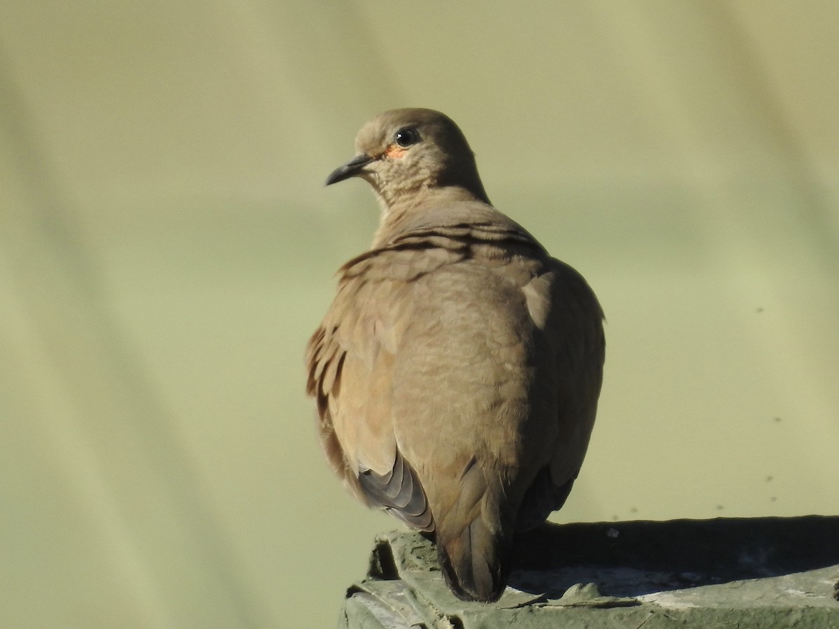 Black-winged Ground Dove - ML617124780