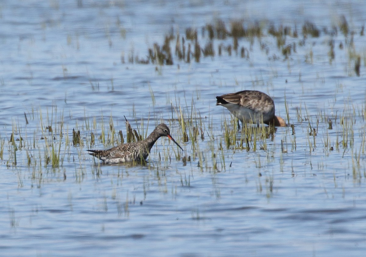 Spotted Redshank - ML617124798