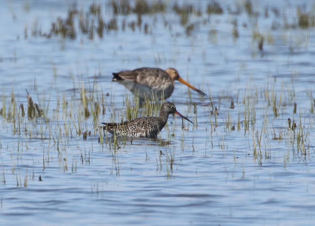 Spotted Redshank - ML617124800