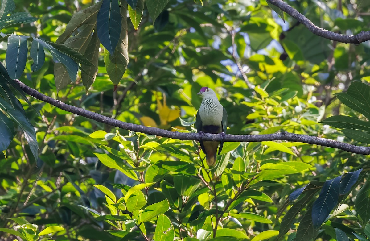 Purple-capped Fruit-Dove - Mike Edgecombe