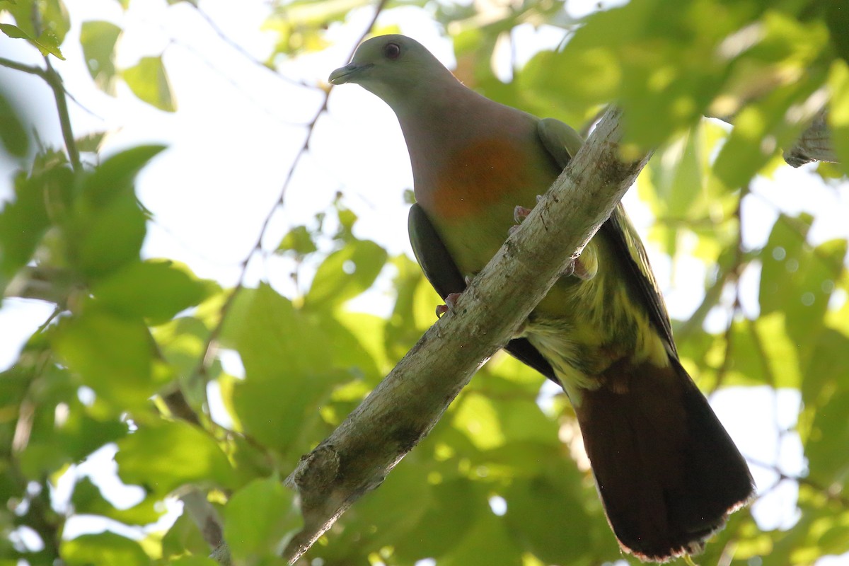 Pink-necked Green-Pigeon - Bruce Robinson