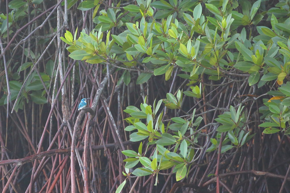 Small Blue Kingfisher - ML617124923