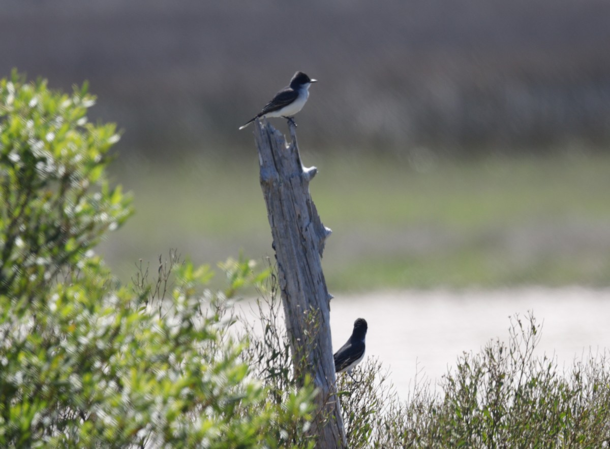 eBird Checklist - 4 Apr 2024 - St. Marks NWR (please consider using a ...