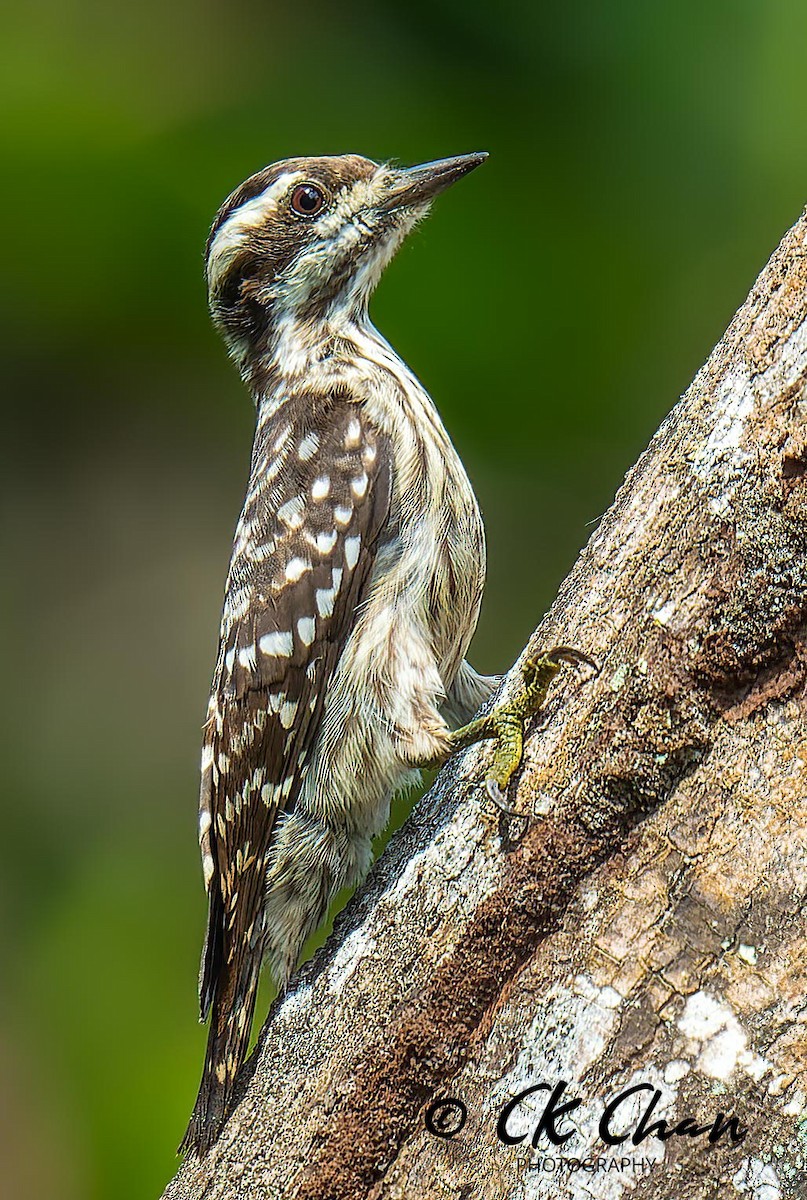 Sunda Pygmy Woodpecker - ML617124968