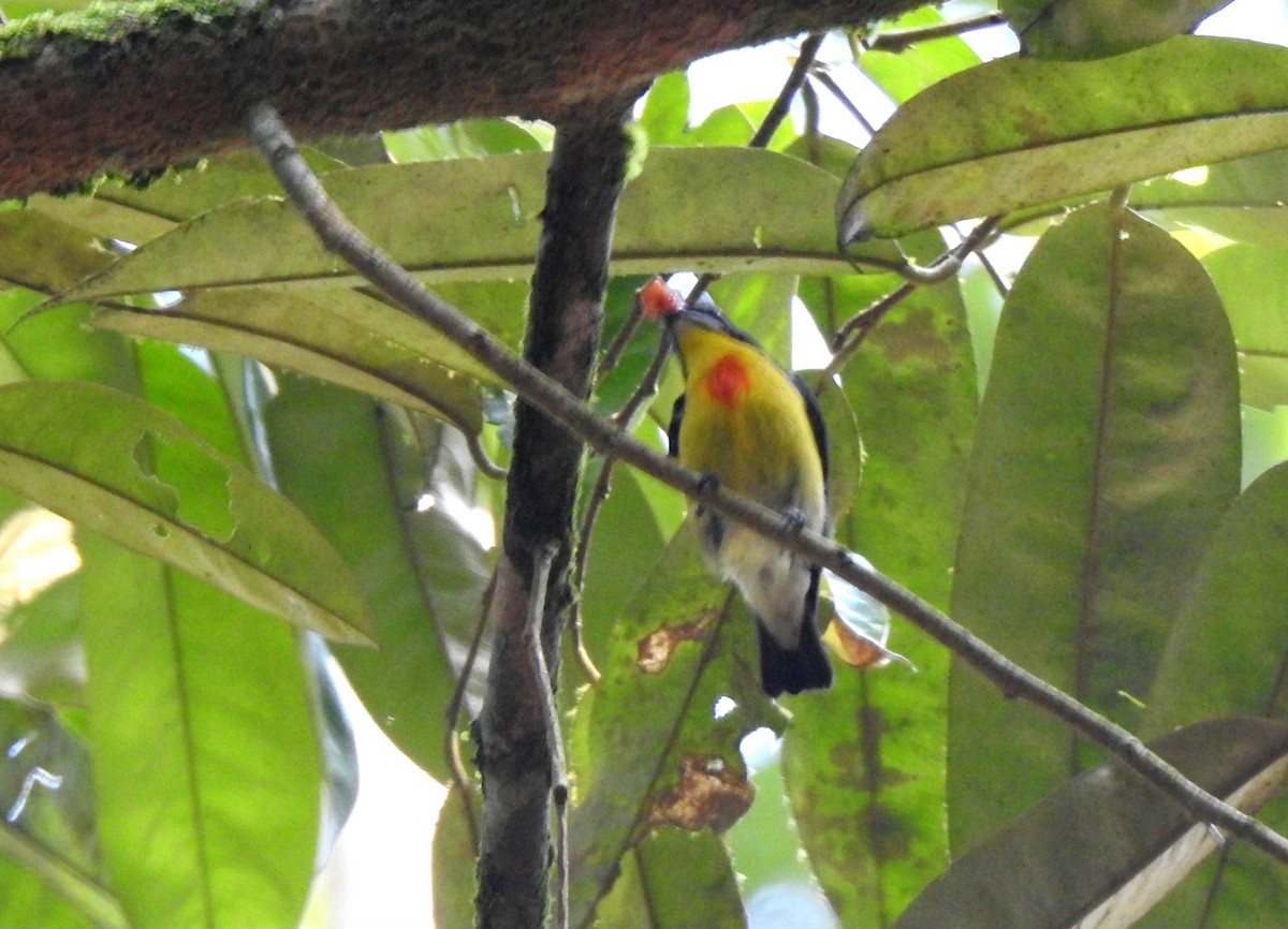 Crimson-breasted Flowerpecker - ML617125032