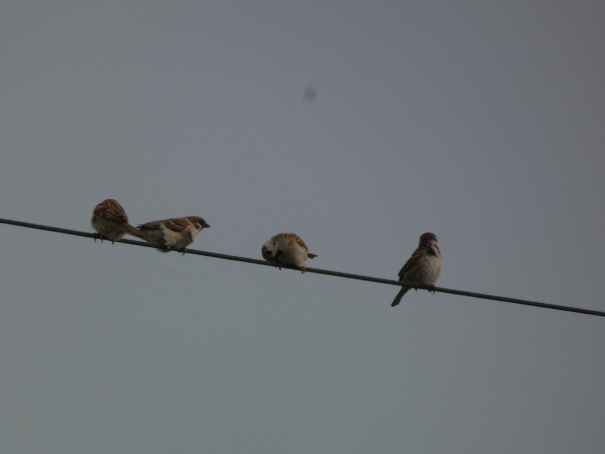 Eurasian Tree Sparrow - ML617125050