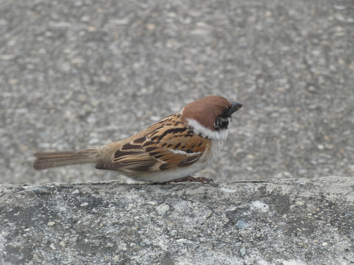 Eurasian Tree Sparrow - ML617125051