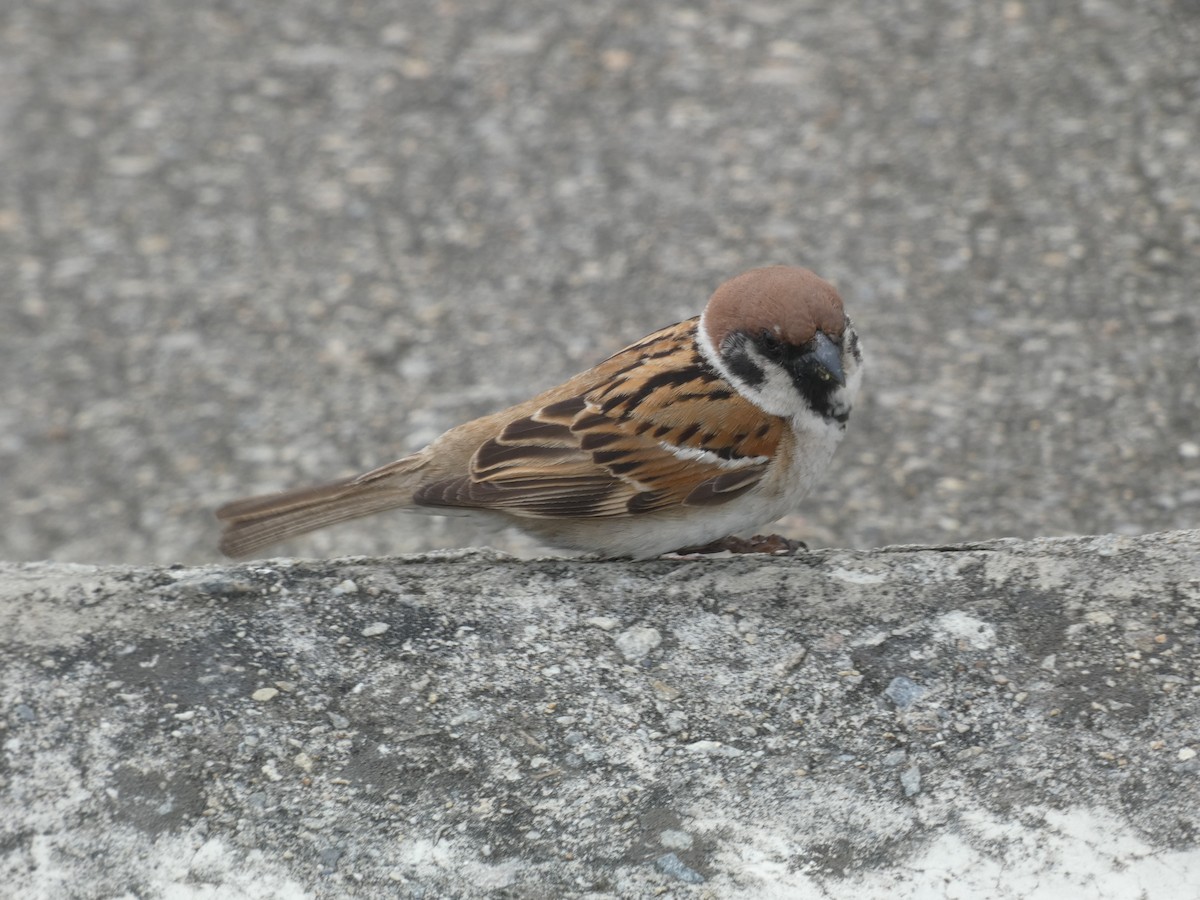 Eurasian Tree Sparrow - ML617125052