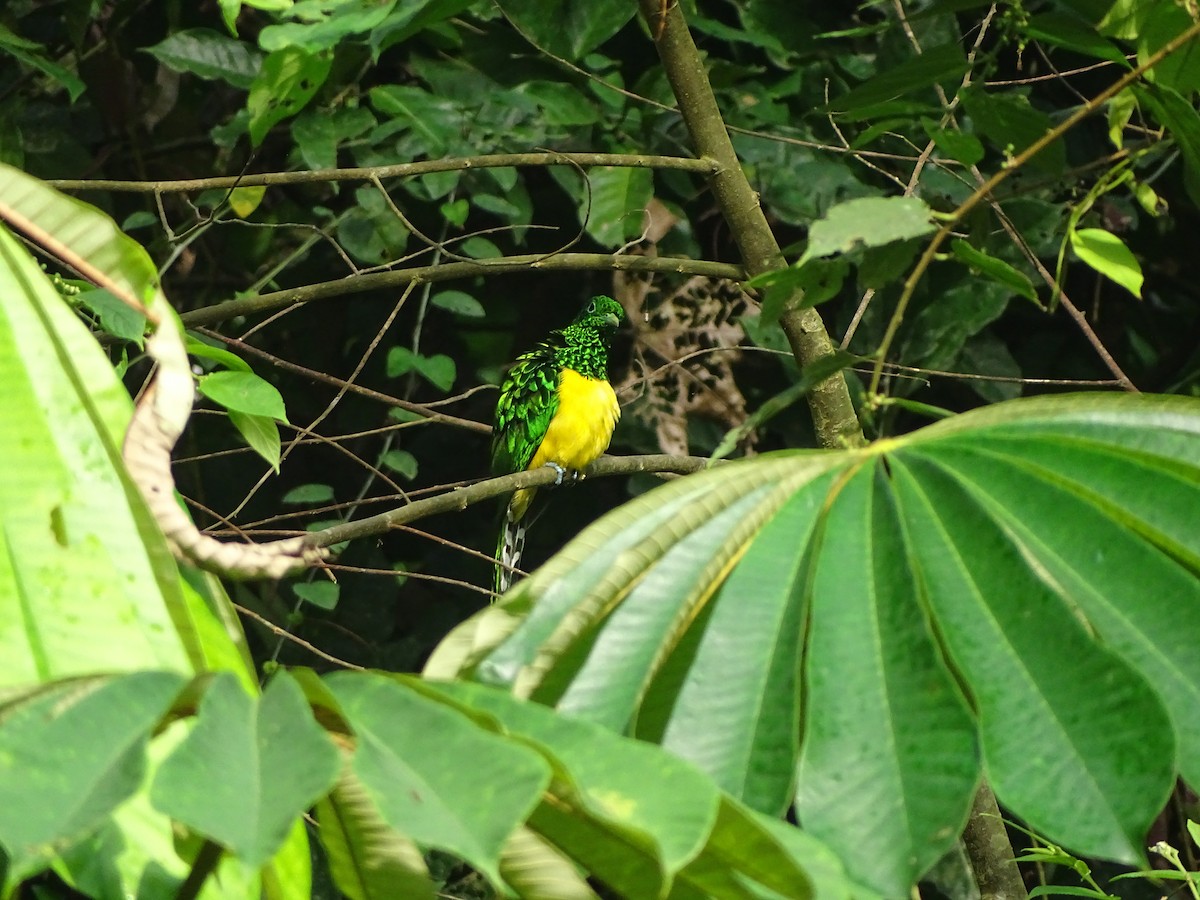 African Emerald Cuckoo - ML617125061