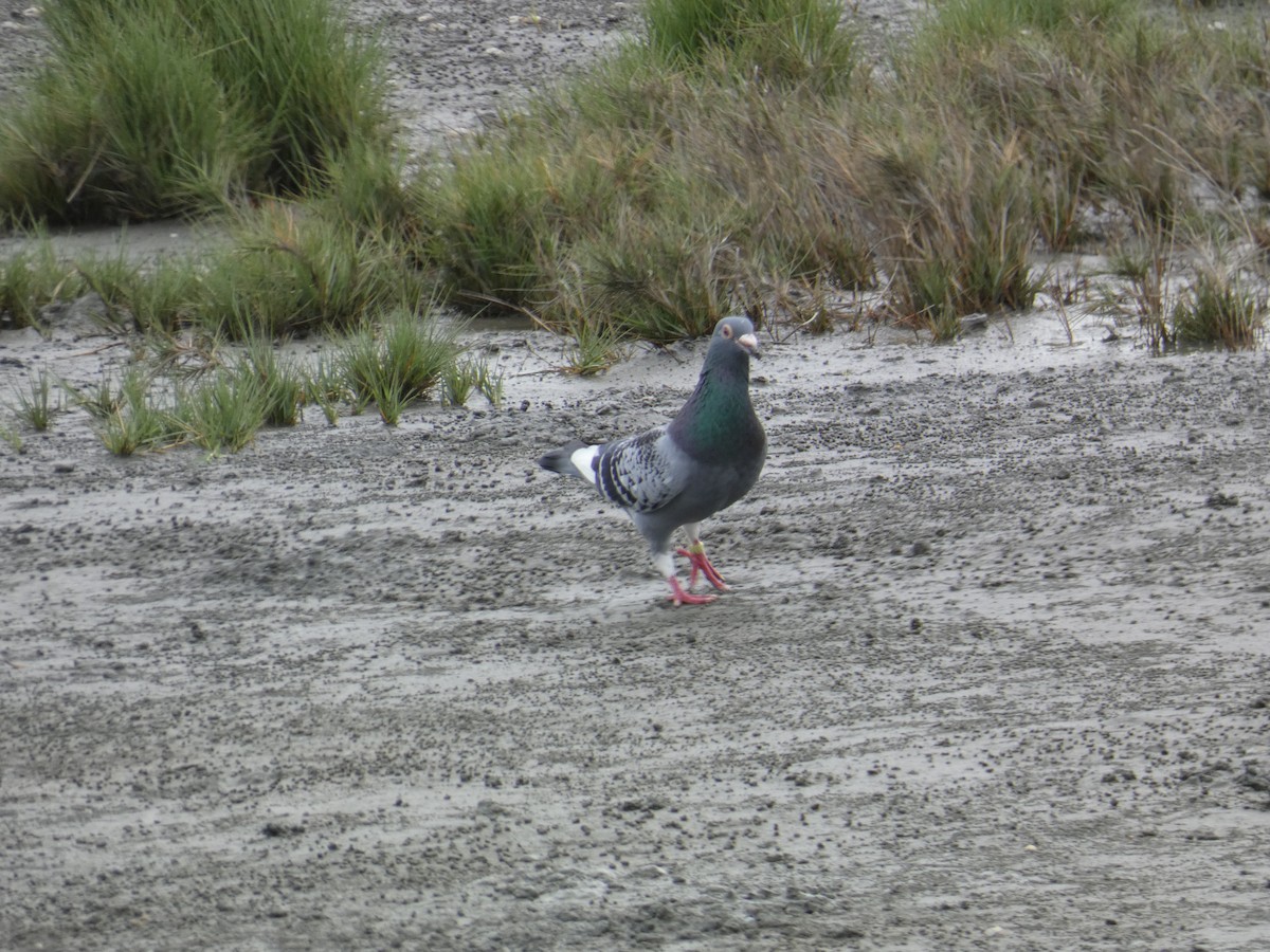 Rock Pigeon (Feral Pigeon) - ML617125063
