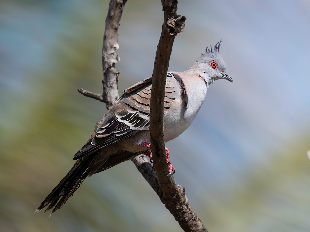 Crested Pigeon - ML617125070