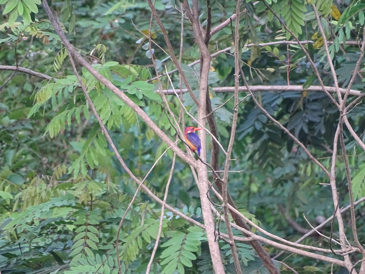 African Pygmy Kingfisher - ML617125100
