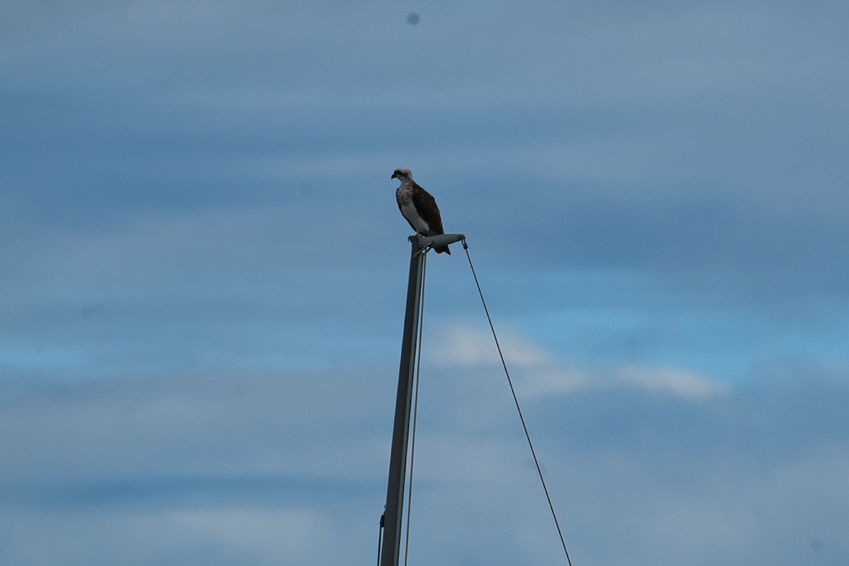 Águila Pescadora (Australia) - ML617125125