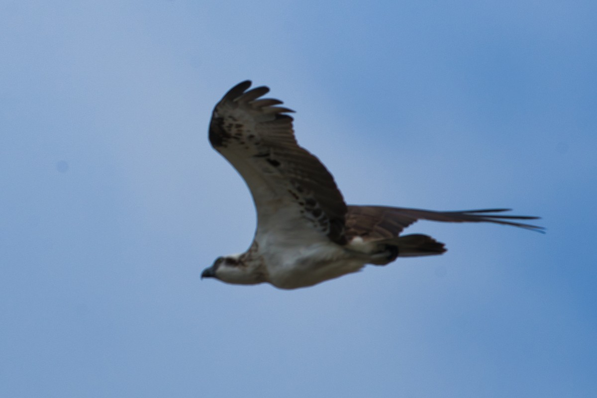 Águila Pescadora (Australia) - ML617125126