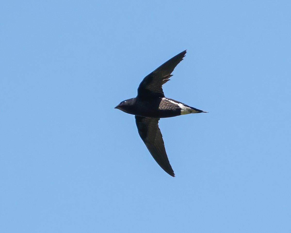 Brown-backed Needletail - ML617125207