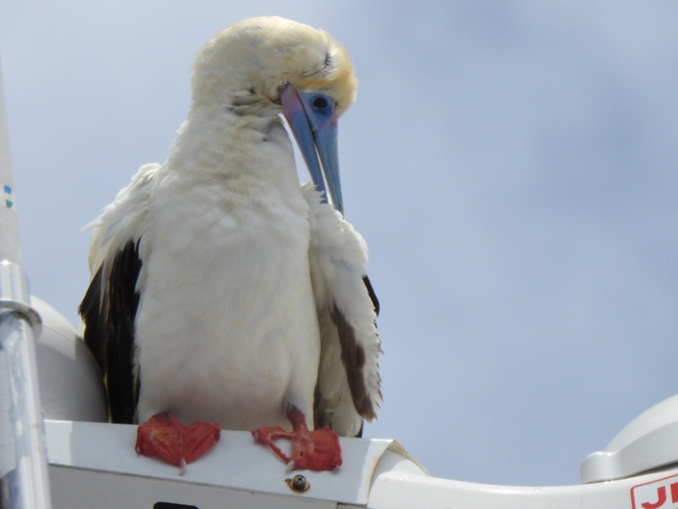 Red-footed Booby - ML617125224