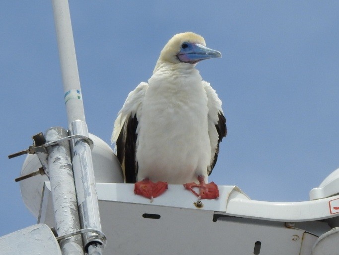 Red-footed Booby - ML617125225