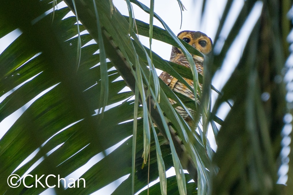Spotted Wood-Owl - Chee Keong  Chan