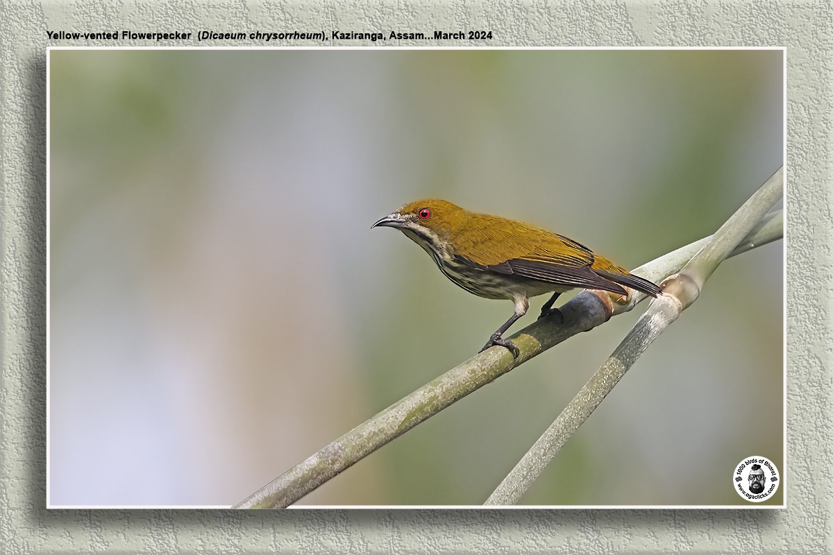 Yellow-vented Flowerpecker - Saravanan Janakarajan