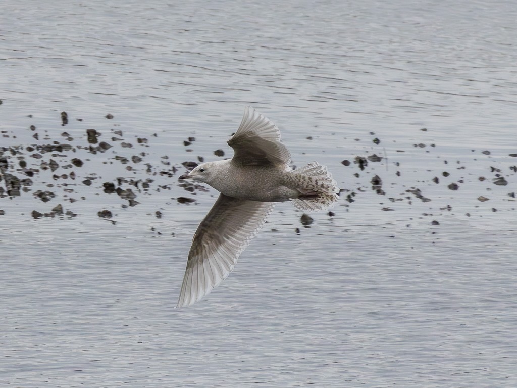 eBird Checklist - 3 Mar 2023 - Redbridge Wharf - 3 species