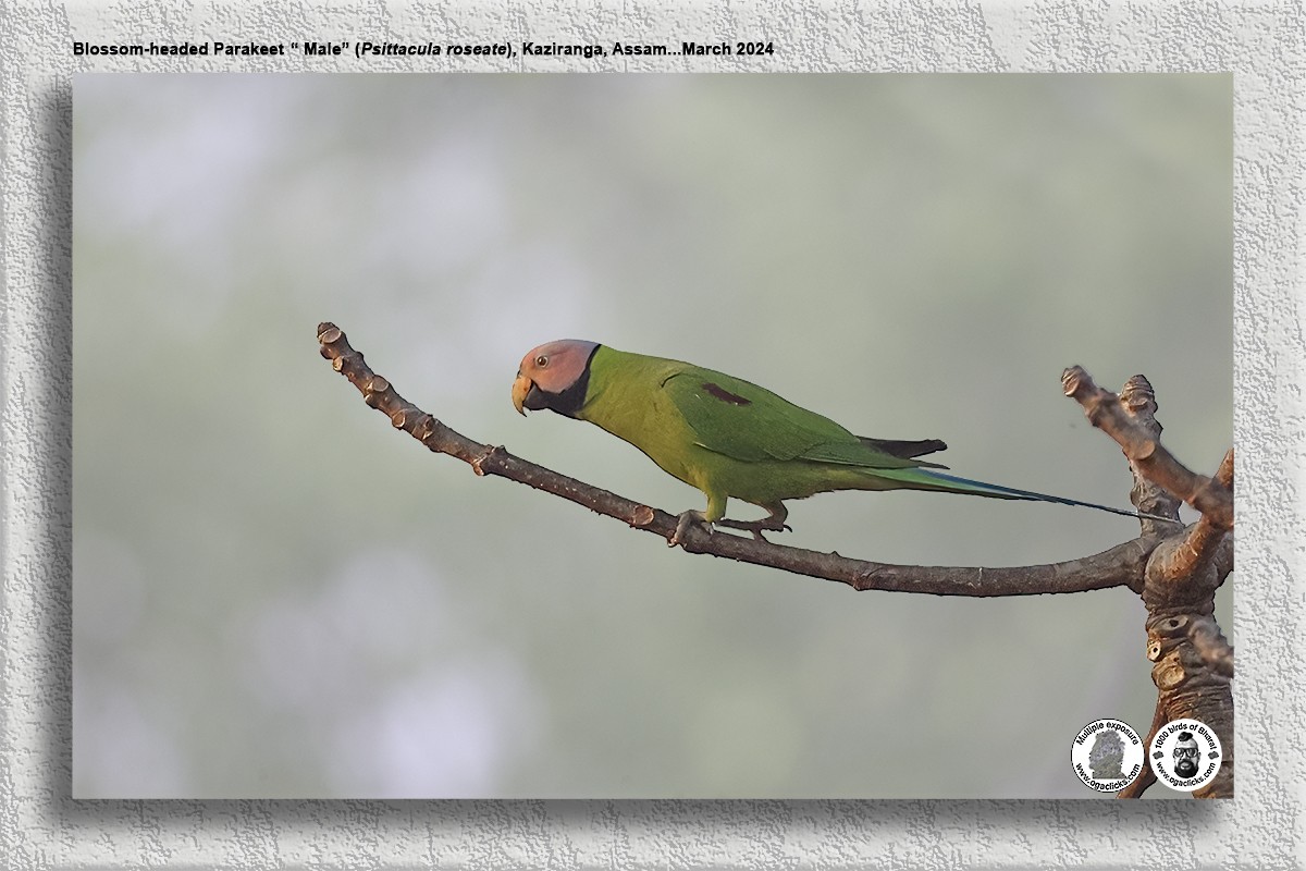 Blossom-headed Parakeet - Saravanan Janakarajan