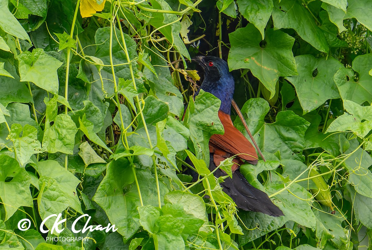 Greater Coucal - Chee Keong  Chan