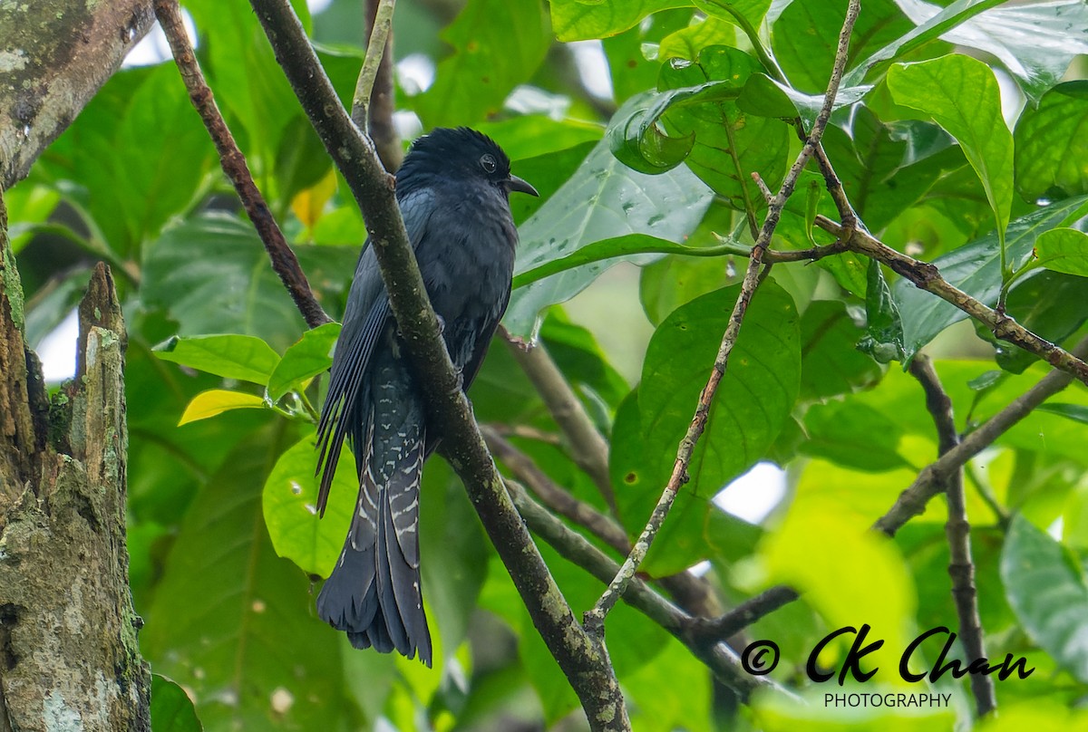 Square-tailed Drongo-Cuckoo - ML617125388