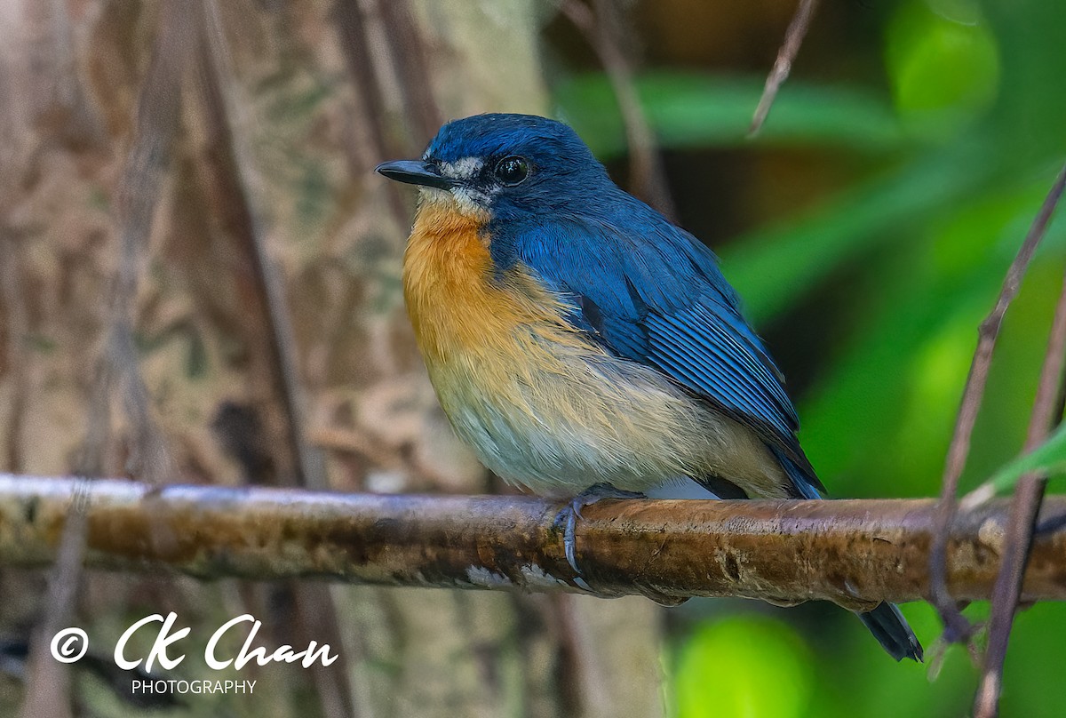 Mangrove Blue Flycatcher - Chee Keong  Chan