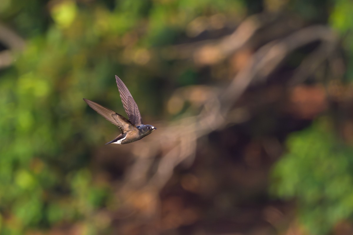 Brown-backed Needletail - ML617125447
